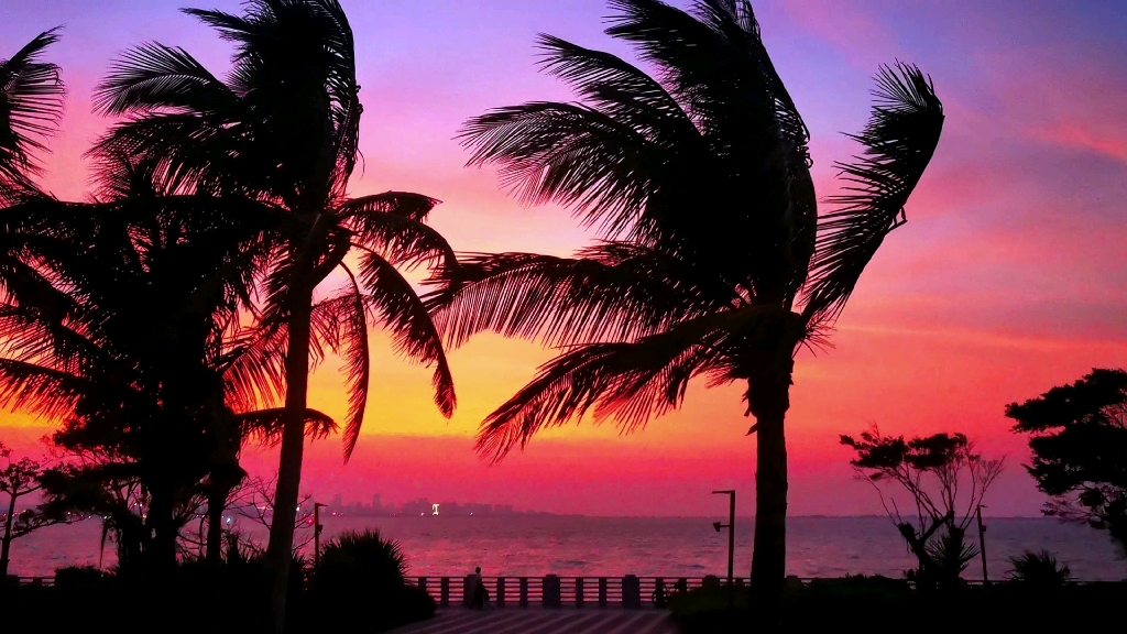 在粉色晚霞中随风摇曳的椰子树真让人陶醉