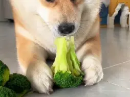 每天都要吃饱饱