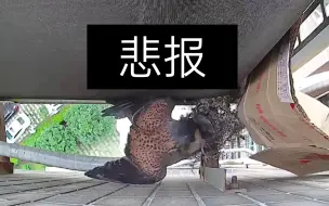 Video herunterladen: 6.3端午小斑鸠没了