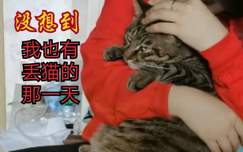 猫咪走丢了怎么办?一定不要放弃寻找,因为它们跑不远!哔哩哔哩bilibili