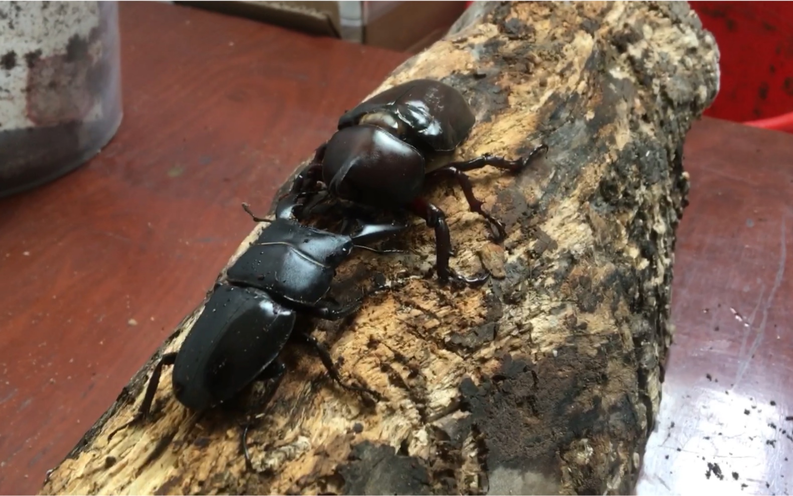 斗虫还是独角仙牛中扁被完虐