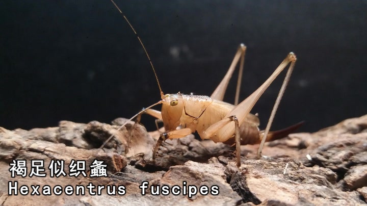 又是螽斯褐足似织螽捕食小强