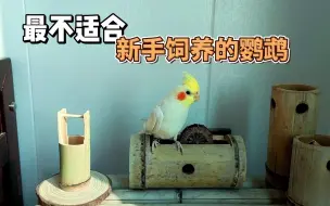 Tải video: 玄凤鹦鹉的7个优缺点，决定了他们不适合作新手的第一只宠物鸟