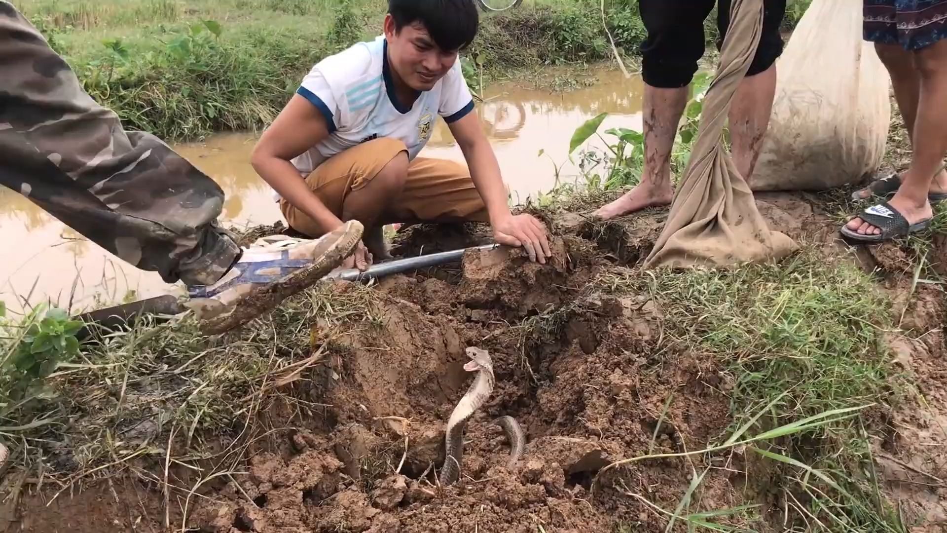 国外捕蛇系列,一群大汉围殴蛇蛇