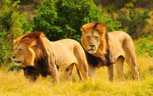 【纪录片/人与自然】——超级狮群(2集全)