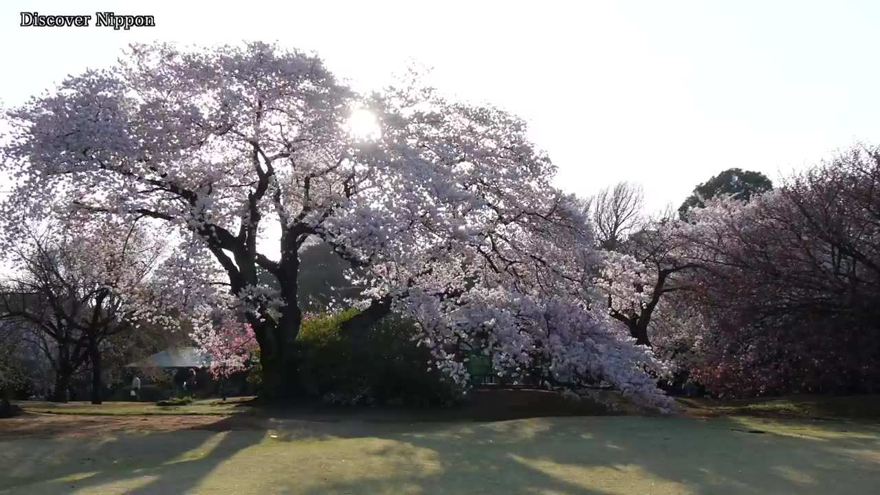 日本樱花美景精选哔哩哔哩bilibili