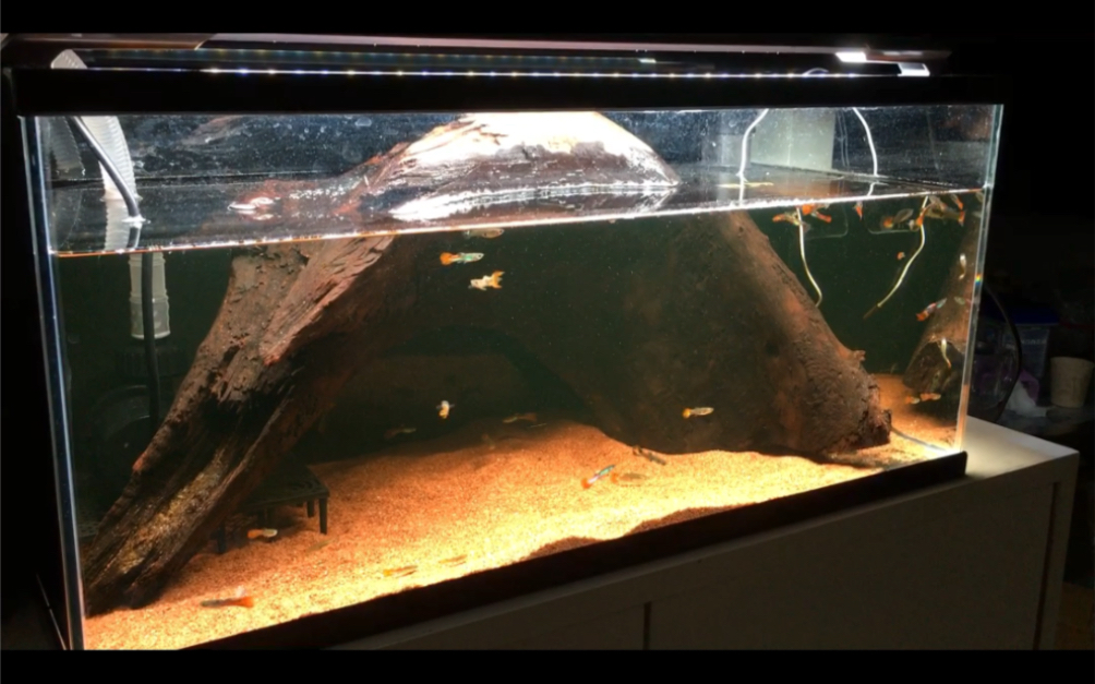 客厅蛋龟缸开缸