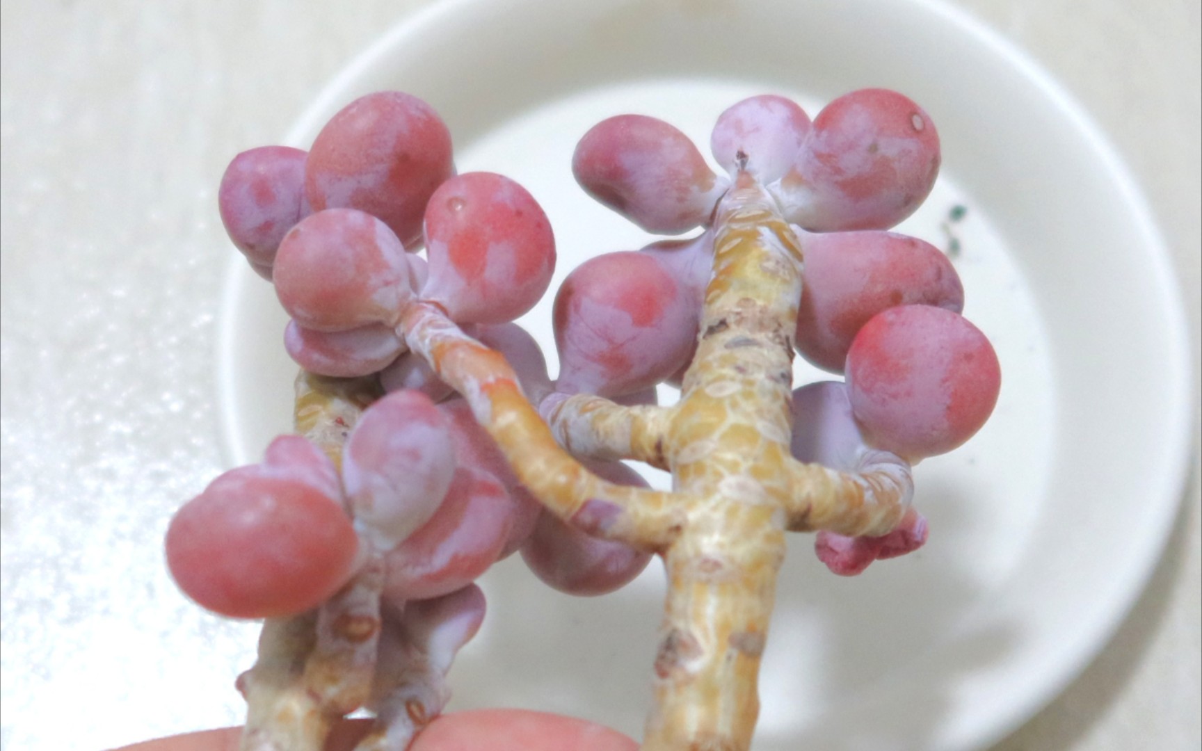 活动作品多肉开箱腰子蛋