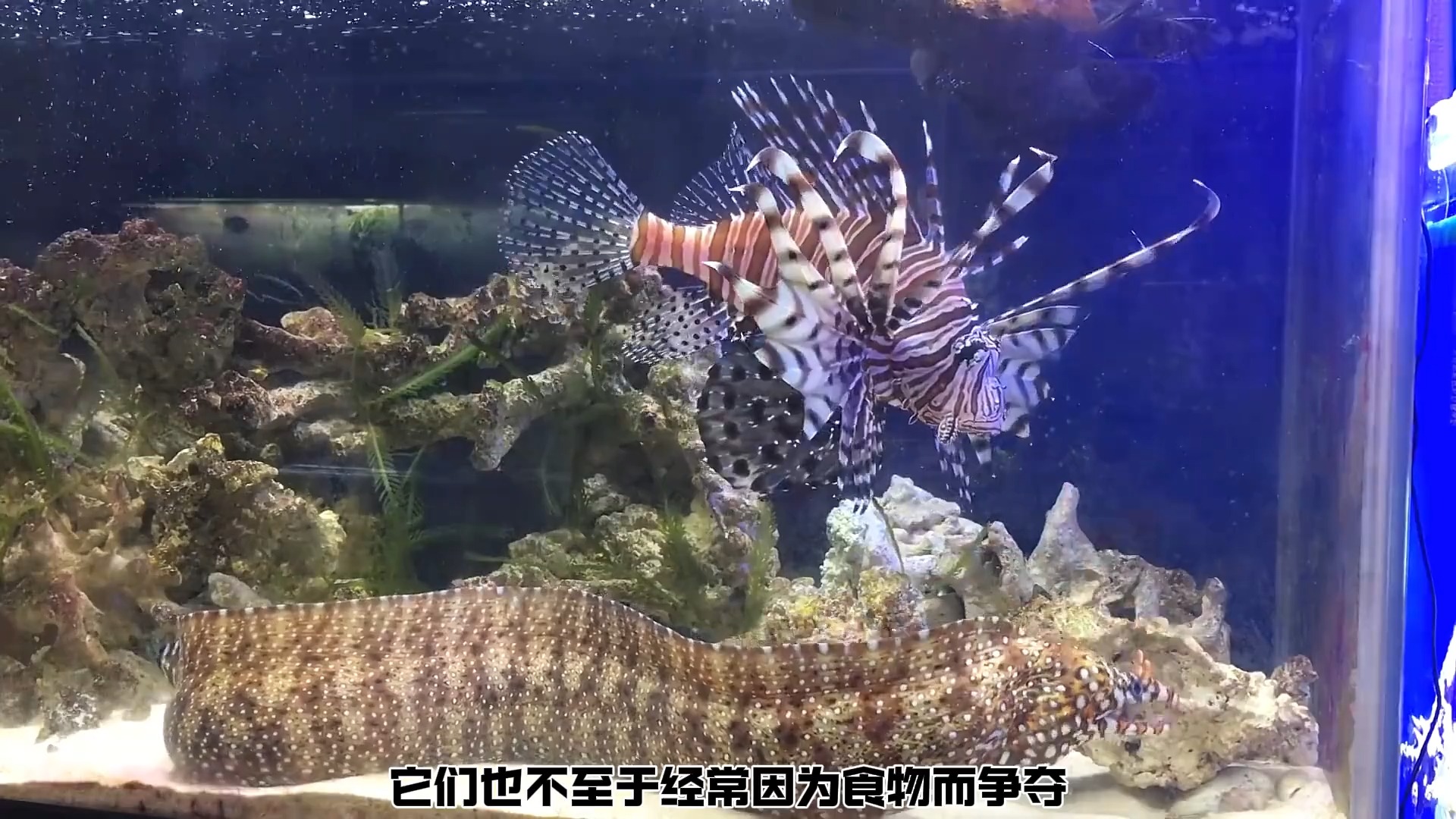 狮子鱼成长记 将海洋最危险的两种生物当宠物养 是种什么体验哔哩哔哩bilibili