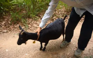 Tải video: 山羊在路口等主人回家，远远看到主人就飞奔过来，狗都没它跑得快