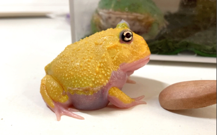 新入的变异角蛙看上了它性感的厚嘴唇