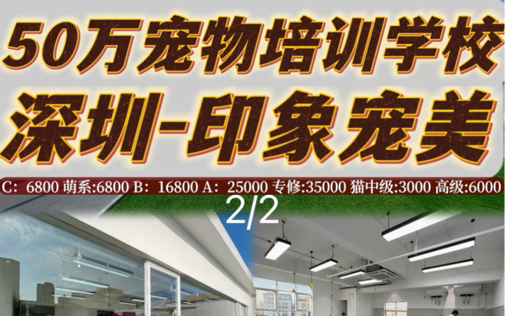 50万宠物培训学校 深圳印象宠美 第二集哔哩哔哩bilibili