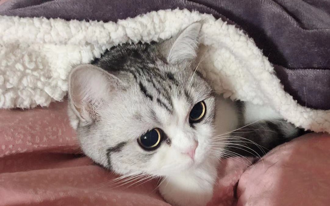 起司猫怎么都撸不醒啊