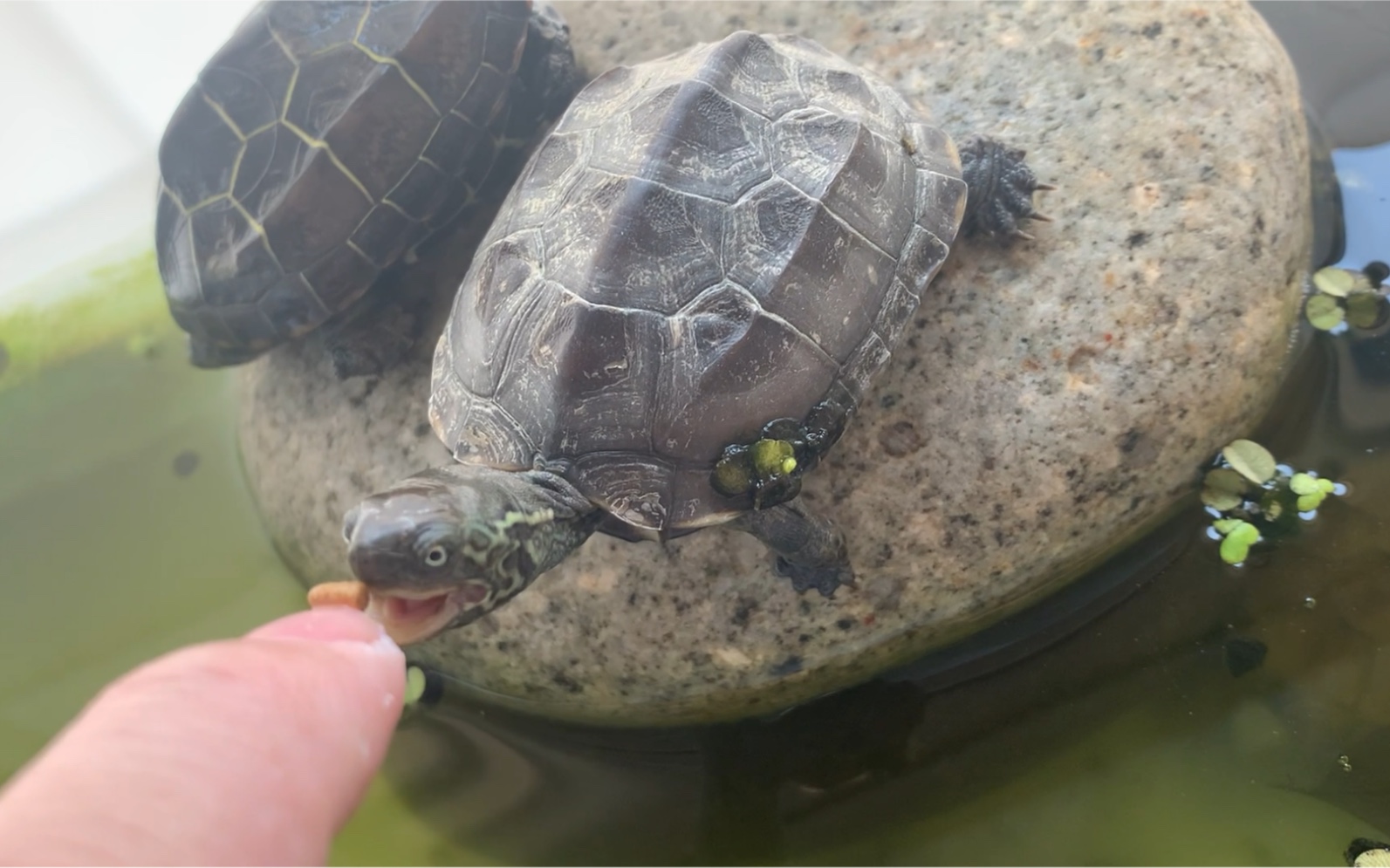 草龟小青吃食