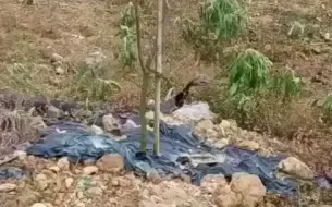 Скачать видео: 卧槽，遇到这么大的过山峰