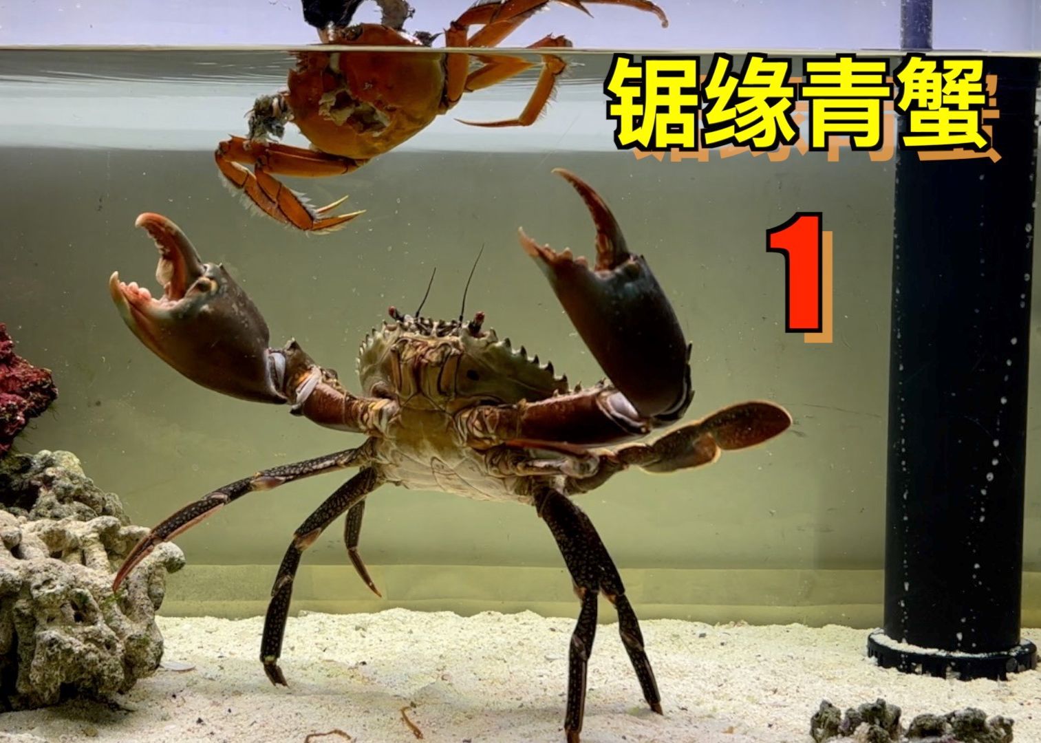 青蟹有哪几种做法视频(青蟹有哪几种做法视频讲解)