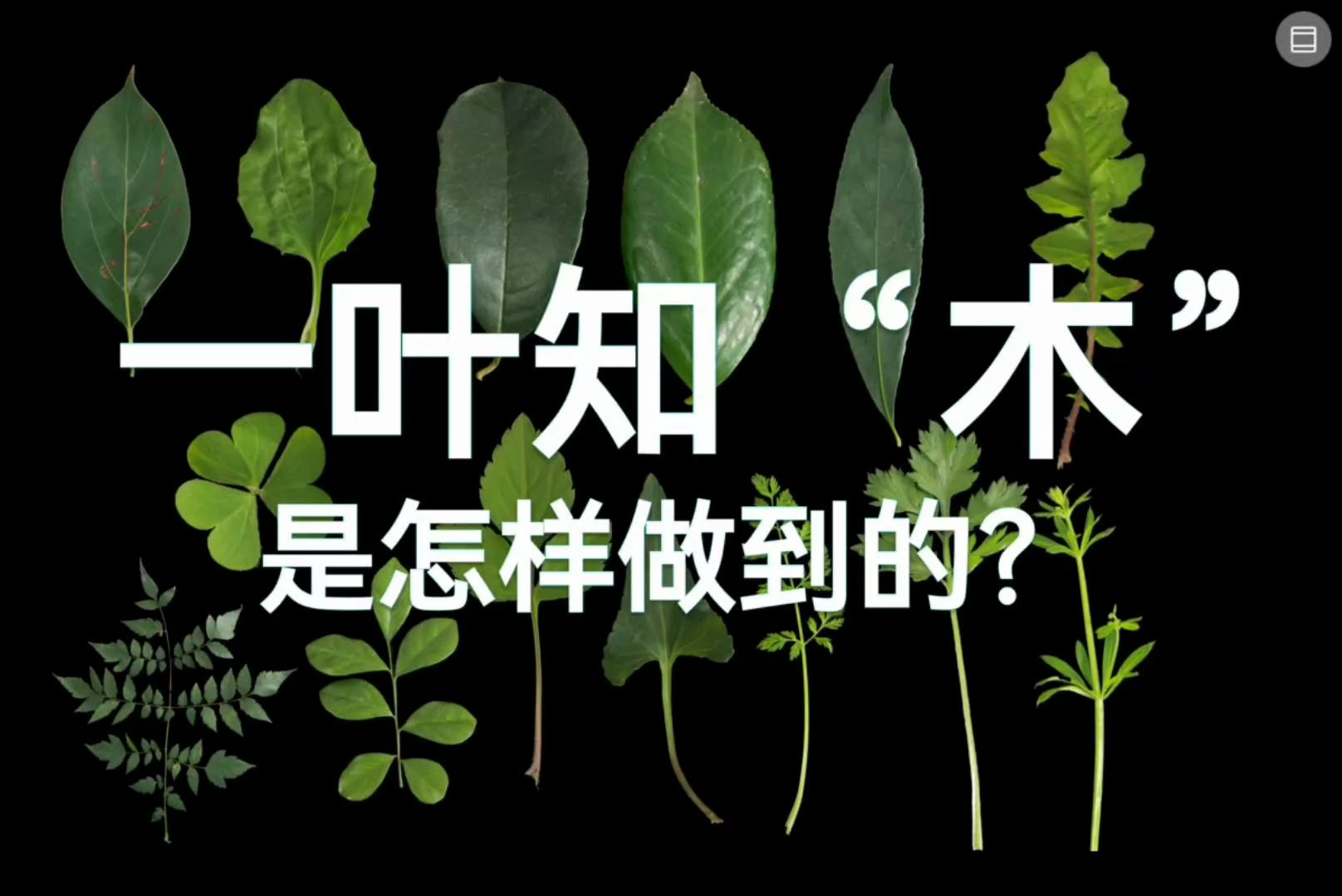 有些植物大佬可以一叶知“木”,这是怎么做到的呢?哔哩哔哩bilibili