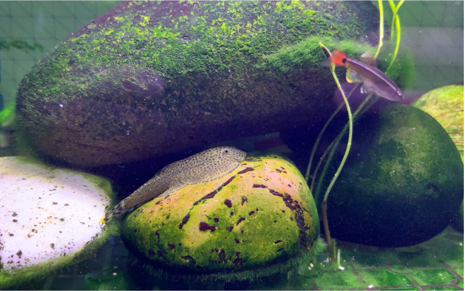 佛系养鱼 养佛系鱼 贵州爬岩鳅