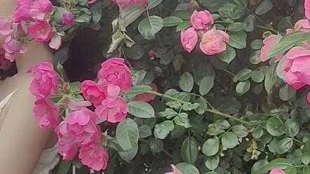 五月蔷薇花开 哔哩哔哩 五月蔷薇花开 哔哩哔哩