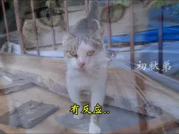 Download Video: 猫咪回来了