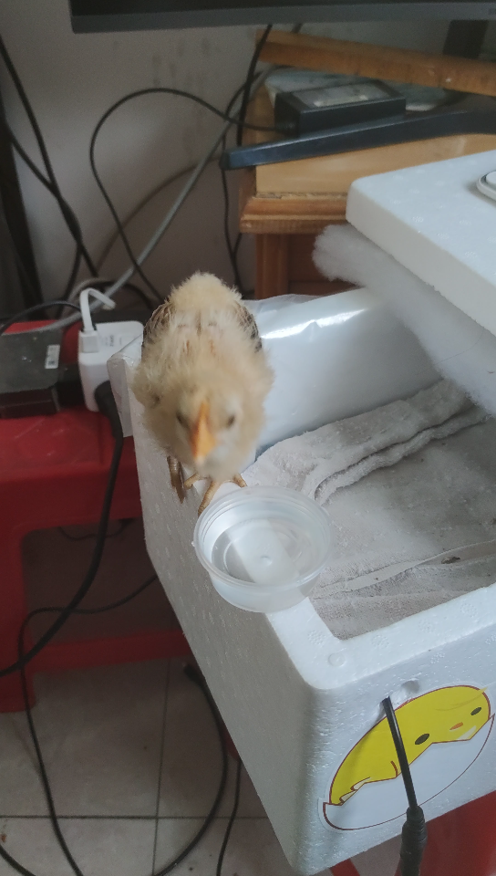 一个月大的小鸡,喝水