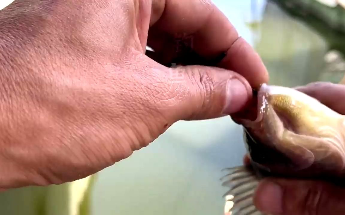 浩瀚的钓鱼界,韭菜钓鱼你见过吗?实拍三分钟上鱼!