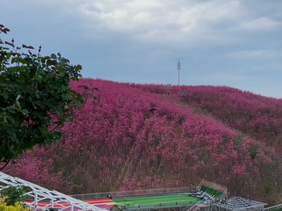 宜良樱花谷风景区介绍图片