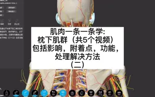 Download Video: 《全身肌肉一条一条学，位置、附着点、影响、功能、手法处理和疼痛康复》003枕下肌群（共5个视频）包括影响，附着点，功能，处理解决方法（二）