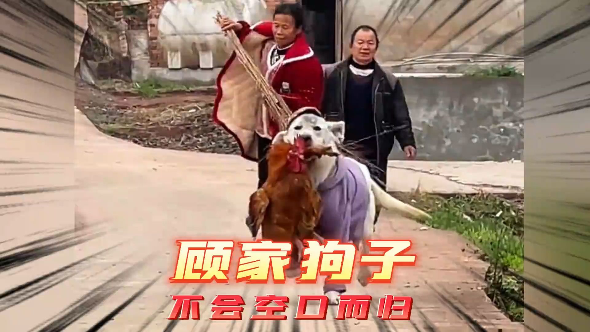 被全村人追赶的狗子!
