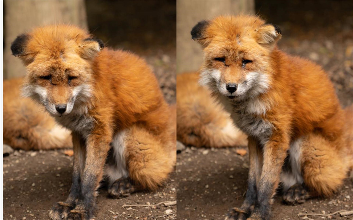 女子分享狐狸照片,伤心的模样引人心疼,网友:像被分手后的自己