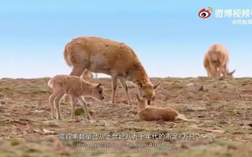 [图]《世界因此美丽（英文版）》COP15保护生物多样性，共建地球生命共同体