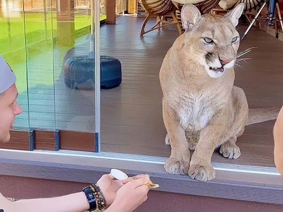 美洲狮梅西:救命!热情粉丝追到了家里