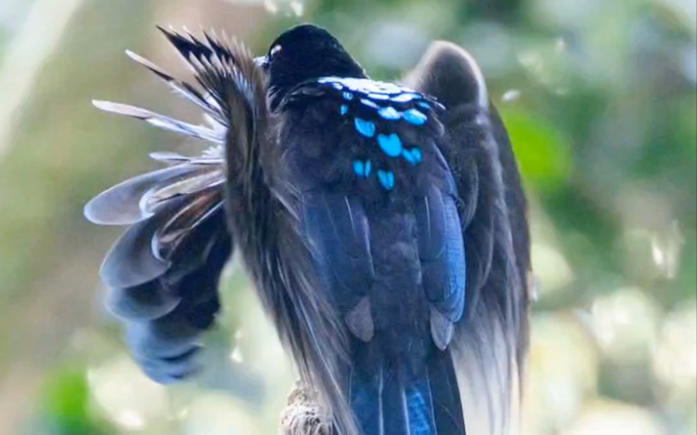 帅气神秘的黑镰嘴风鸟