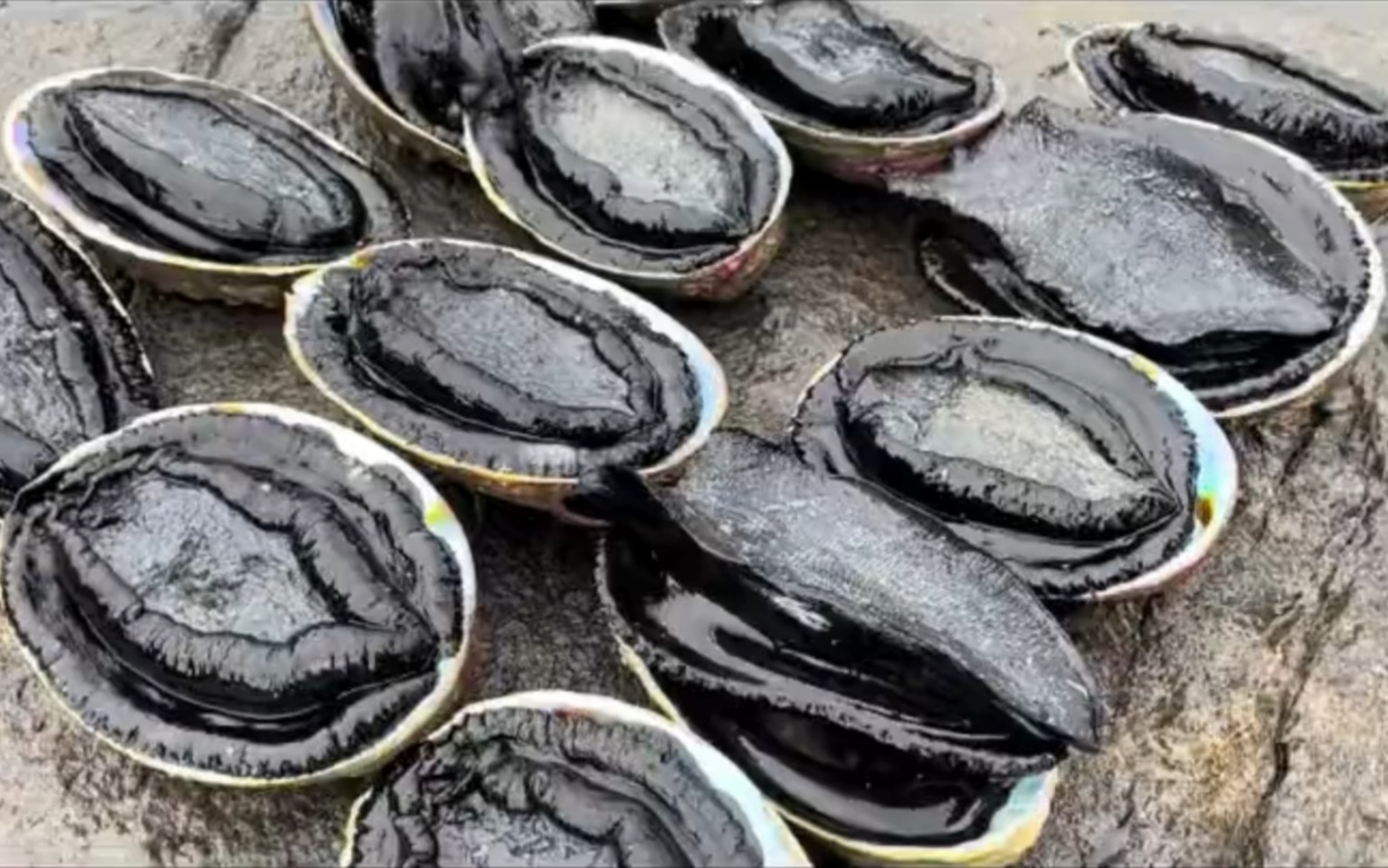 这个黑金鲍土豪可以处,有赶海的点他真说