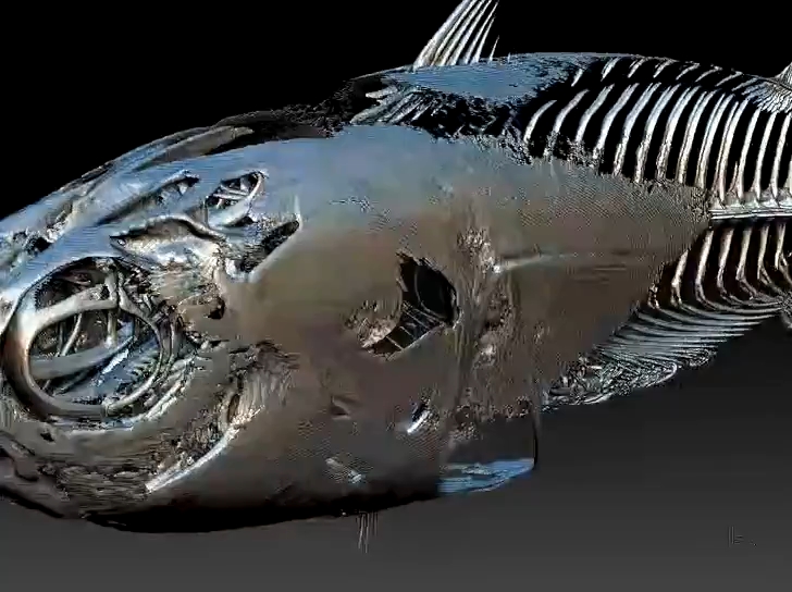 金枪鱼3d骨骼扫描件