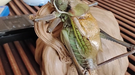 山青大蝈蝈一条