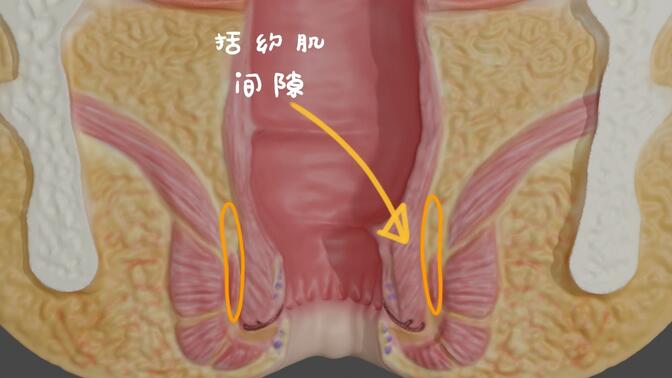 肛管直肠周围间隙