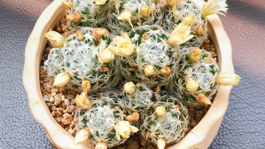 自己养的杜威丸仙人球开花了,延时摄影美美哒