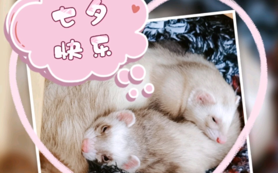 【宠物貂】七夕一起吃狗粮!