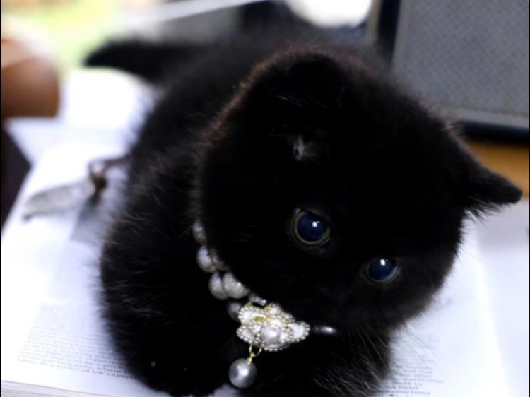 精品小黑曼基康