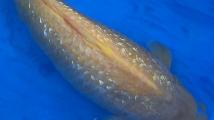 《锦鲤》精品银鳞芥子,公鱼,60公分