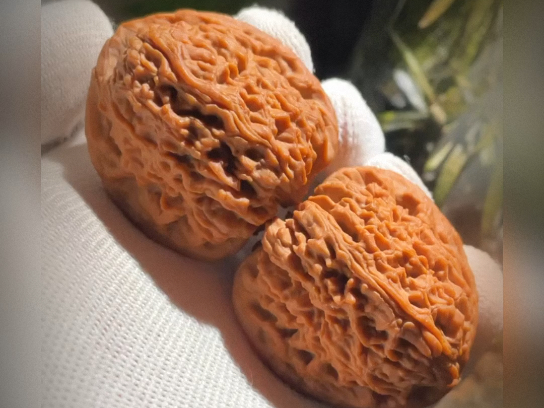 涿鹿老树南疆石!