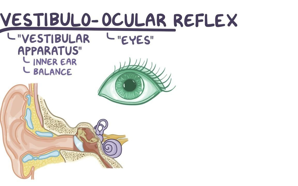 osmosis| ①前庭眼反射和眼震 (超简明图示让你一次记住眼震方向) 双语字幕哔哩哔哩bilibili