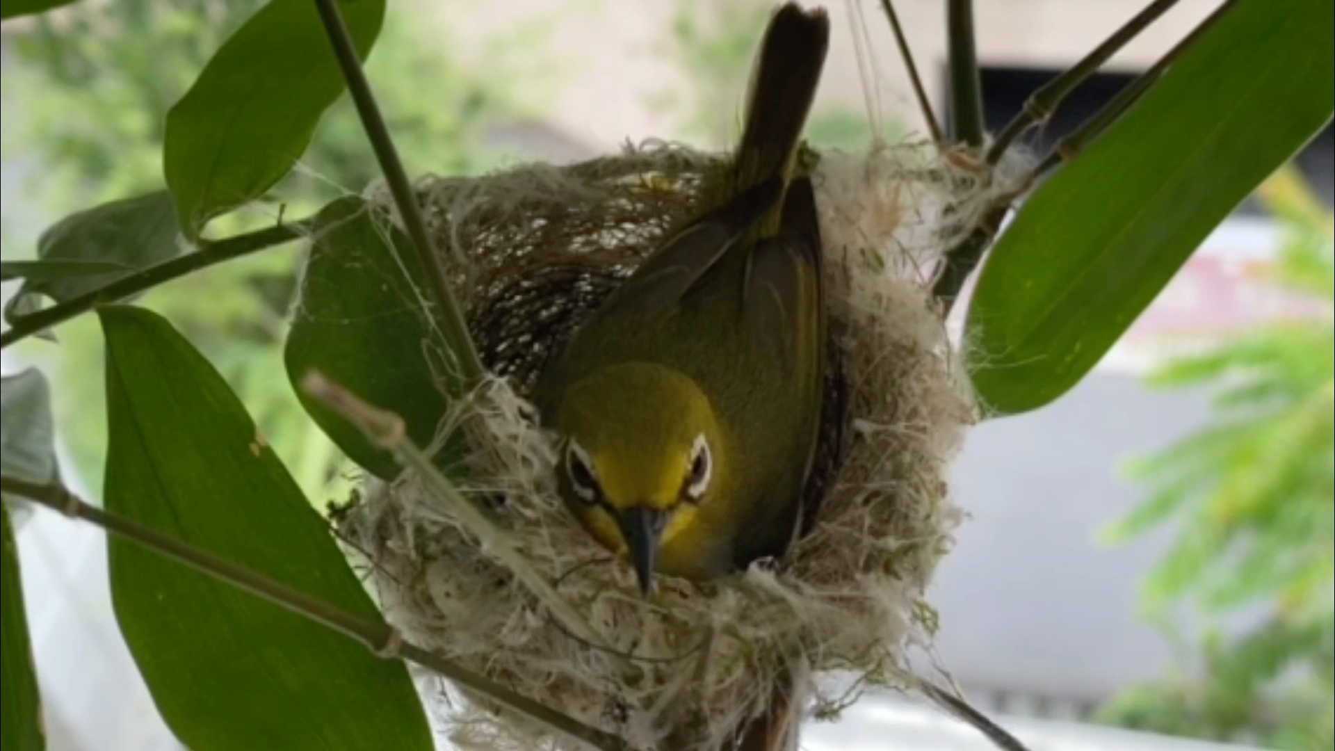 綠繡眼鳥:築巢後孵蛋