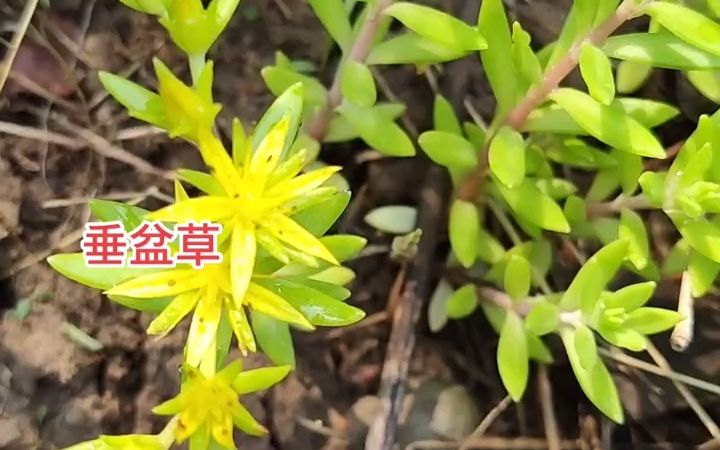 【植物科普】垂盆草:景天科景天属多年生草本植物.哔哩哔哩bilibili