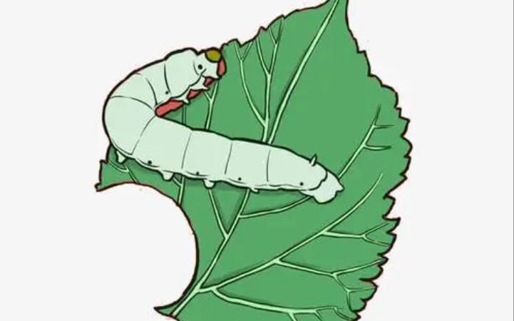 蚕宝宝(一龄)