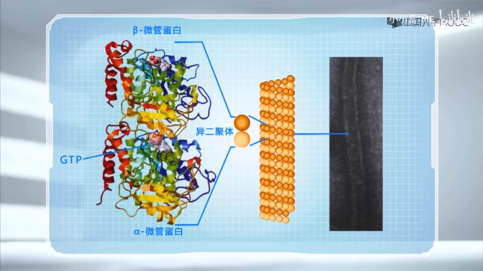 四川大学细胞生物学微管的结构和极性哔哩哔哩bilibili