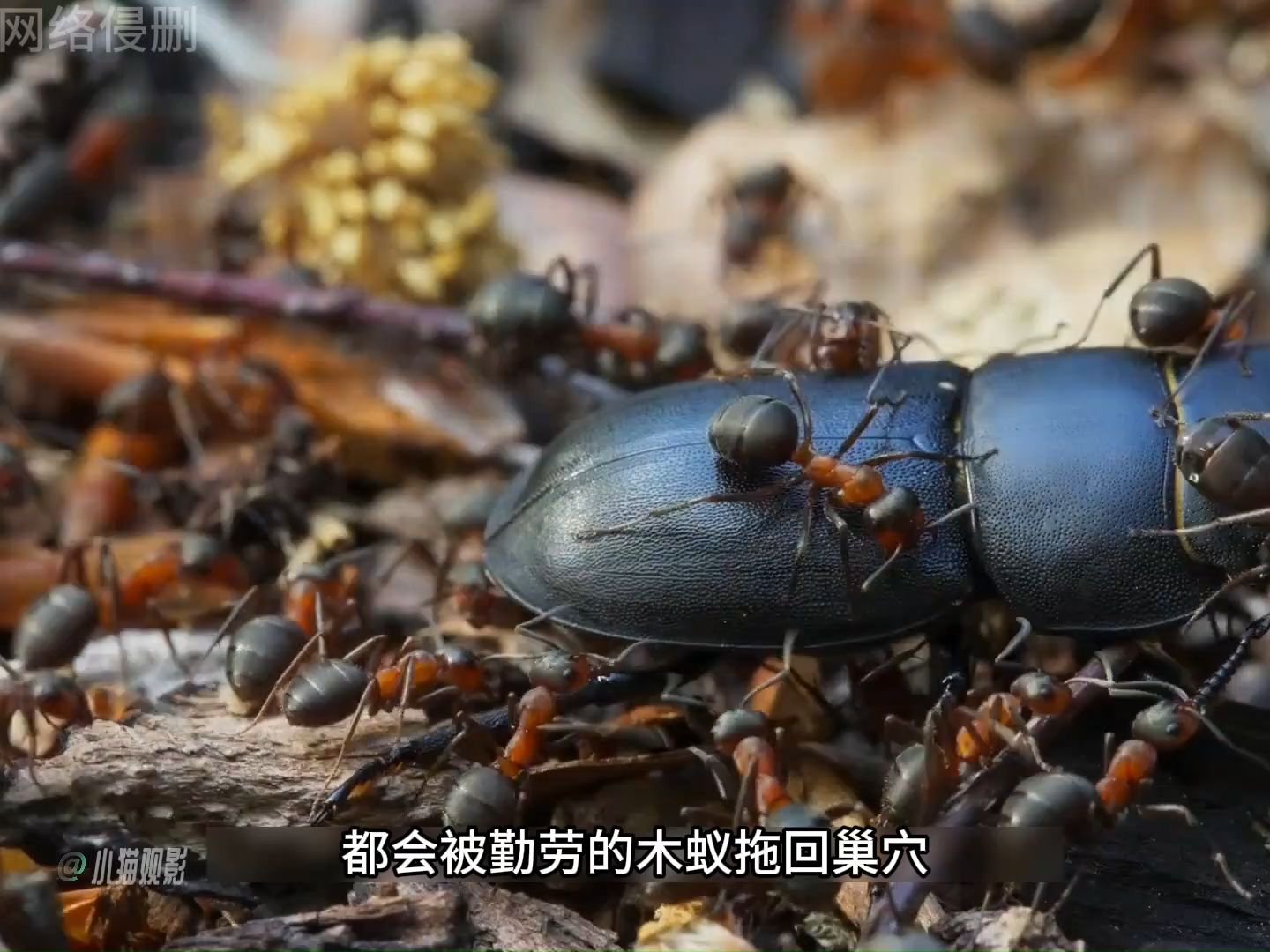 [图]蚂蚁的捕食旅程，见啥吃啥#大自然 #生物