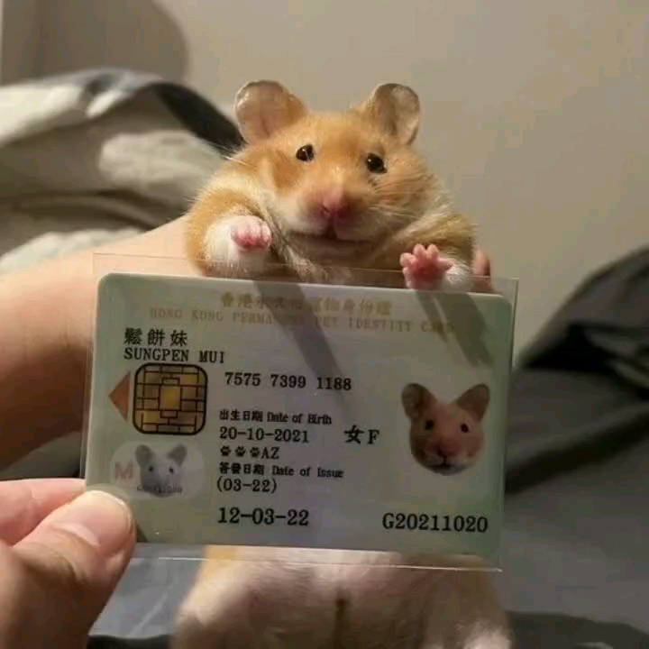 香港宠物身份证