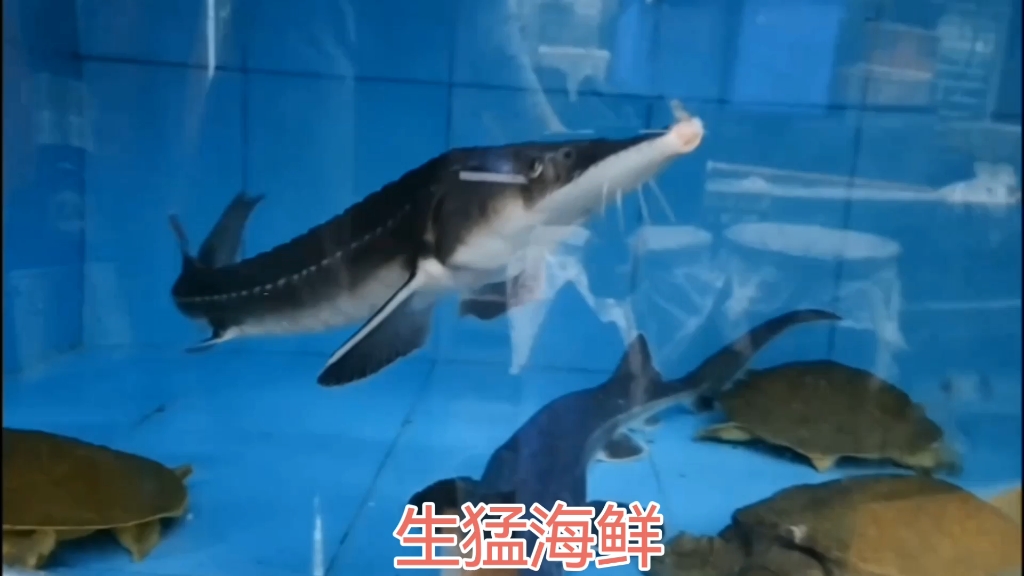 生猛海鮮大龍蝦石斑魚紅魚金昌魚大螃蟹大烏龜中華鱘